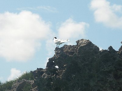 8月4日野崎 015.jpg